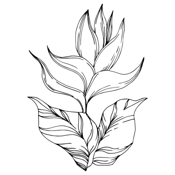 Vector palmeira árvore de praia deixa flores da selva. Tinta gravada a preto e branco. Isolado elemento ilustração flor . — Vetor de Stock
