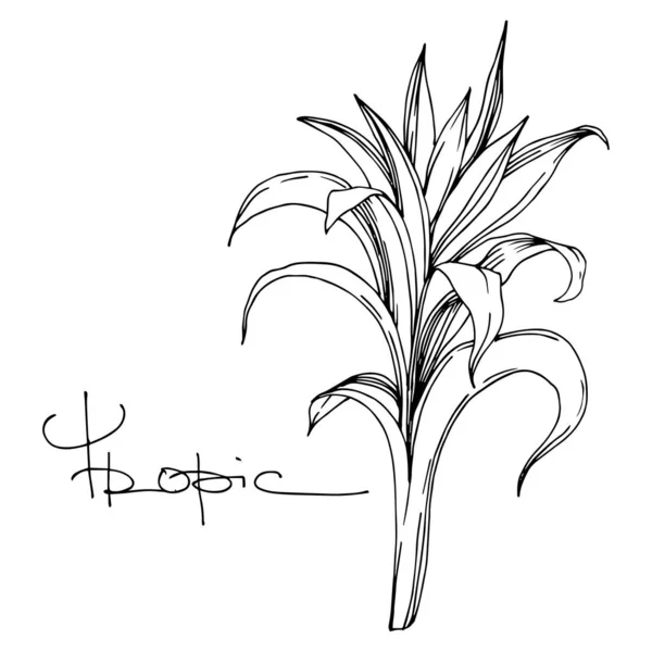 Vector Palm Beach Tree lascia giungla botanica. Inchiostro inciso in bianco e nero art. Elemento isolante di illustrazione foglia . — Vettoriale Stock