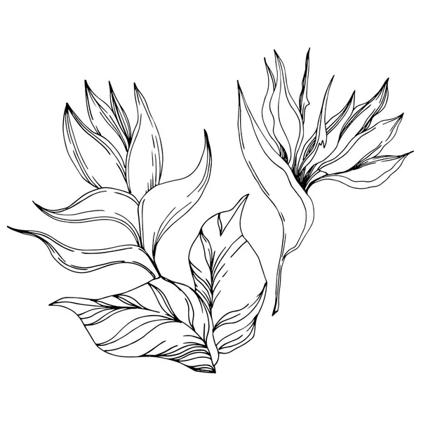 La palmera vectorial deja flores de la selva. Tinta grabada en blanco y negro. Elemento de ilustración de flores aisladas . — Vector de stock