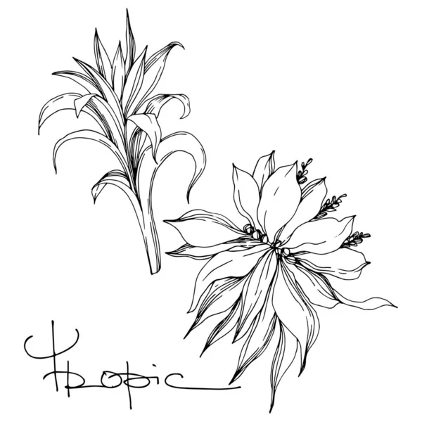 Το δέντρο του διανύσματος Palm Beach αφήνει λουλούδια ζούγκλας. Μαύρο και άσπρο χαραγμένο μελάνι τέχνης. Μεμονωμένο στοιχείο απεικόνισης λουλουδιών. — Διανυσματικό Αρχείο