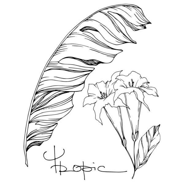 La palmera vectorial deja flores de la selva. Tinta grabada en blanco y negro. Elemento de ilustración de flores aisladas . — Vector de stock