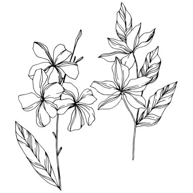 Vektör Palmiye plaj ağacı yaprakları. Siyah ve beyaz oyulmuş mürekkep sanatı. Yalıtılmış yapraklar illüstrasyon elemanı.