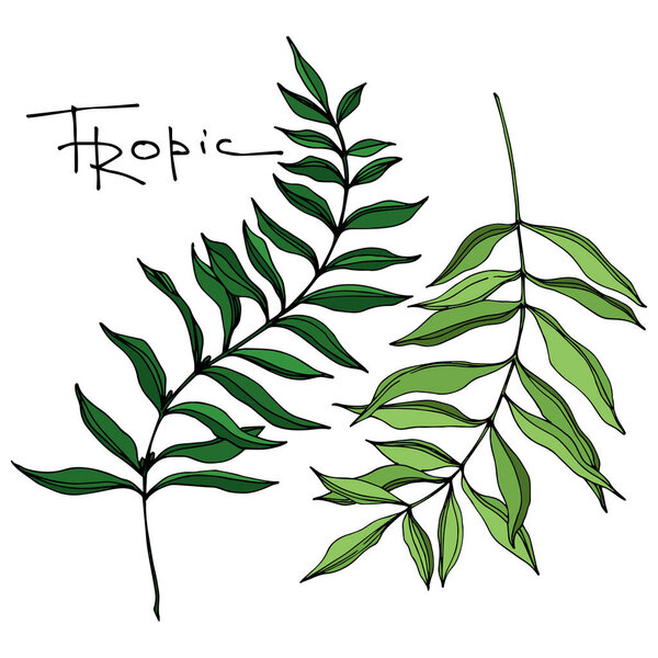 Vector Palm beach tree leaves jungle botanical. Black and white engraved ink art. Isolated leaf illustration element.