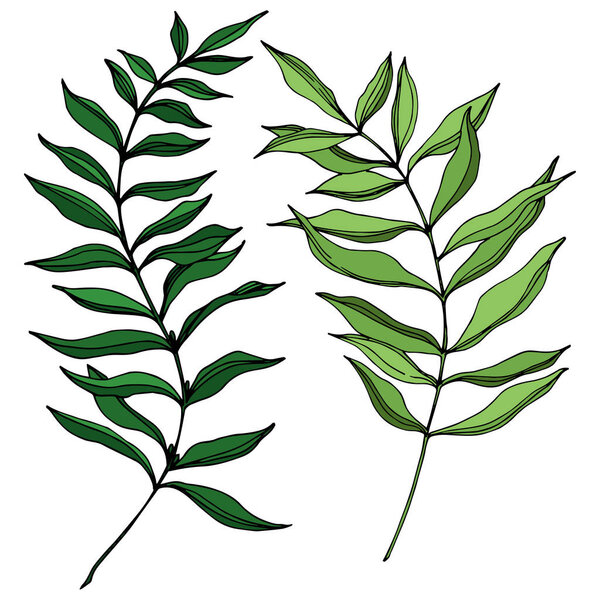 Vector Palm beach tree leaves jungle botanical. Black and white engraved ink art. Isolated leaf illustration element.