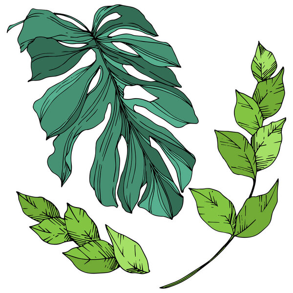 Vector Palm beach tree leaves jungle botanical. Black and white engraved ink art. Isolated leaf illustration element.