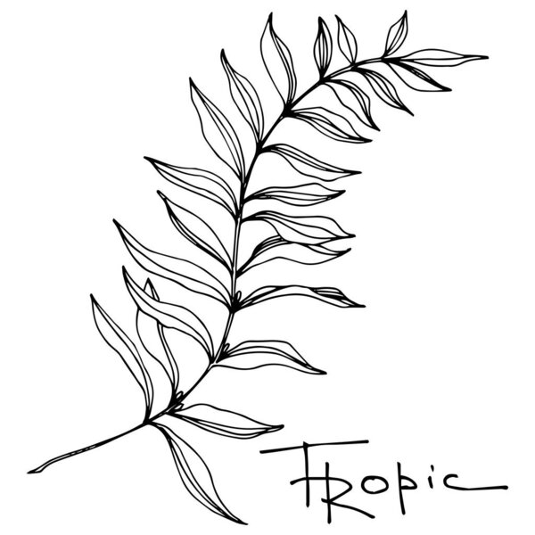Vector Palm beach tree leaves jungle botanical. Black and white engraved ink art. Isolated leaf illustration element.