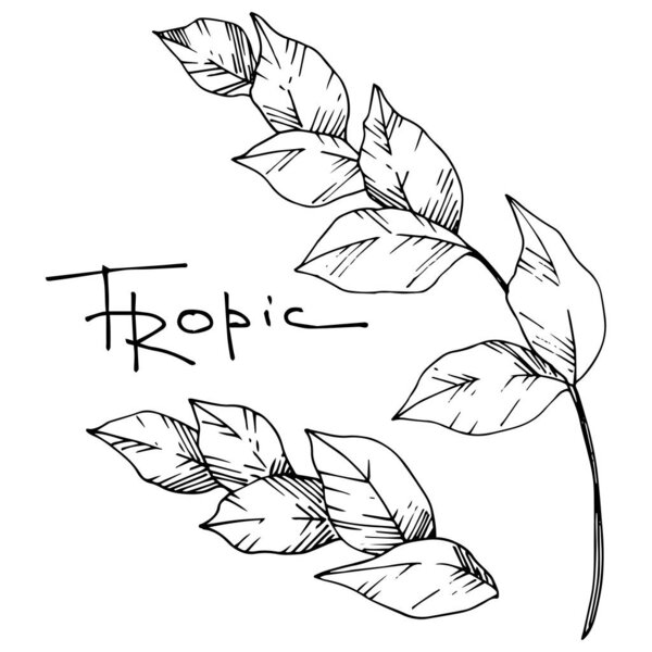 Vector Palm beach tree leaves jungle botanical. Black and white engraved ink art. Isolated leaf illustration element.