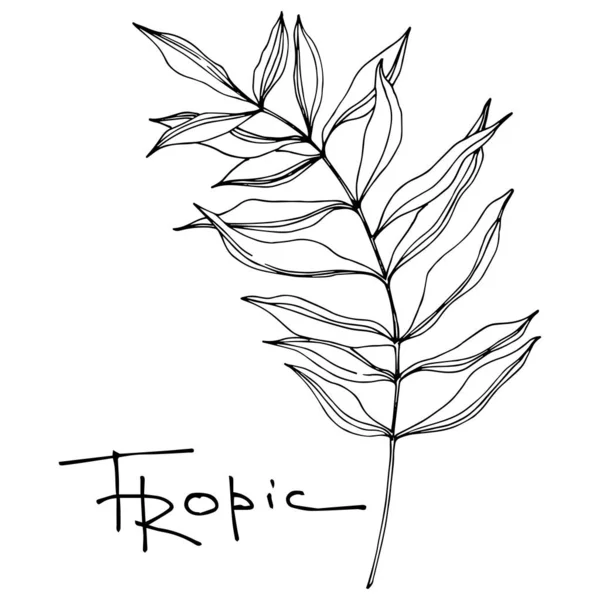 Vector palmeira árvore de praia deixa selva botânica. Tinta gravada a preto e branco. Elemento isolado de ilustração foliar . —  Vetores de Stock