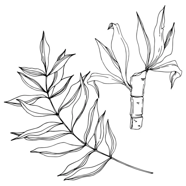 La palmera vectorial deja la selva botánica. Tinta grabada en blanco y negro. Elemento de ilustración de hojas aisladas . — Vector de stock