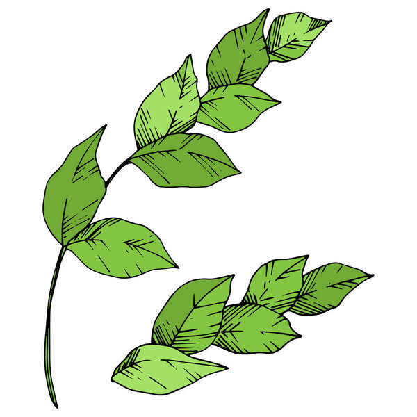 Vector Palm beach tree leaves jungle botanical. Black and white engraved ink art. Isolated leaf illustration element.