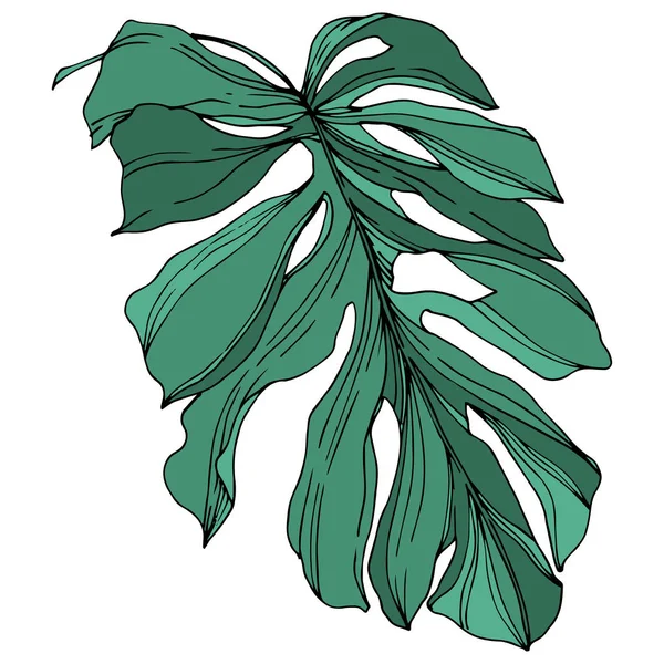 Vector palmeira árvore de praia deixa selva botânica. Tinta gravada a preto e branco. Elemento isolado de ilustração foliar . — Vetor de Stock