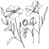 Vektor len virágos botanikai virágok. Fekete-fehér vésett tinta Art. Az elszigetelt len illusztrációs elem.
