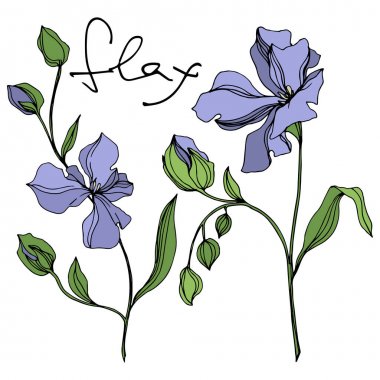 Vektör Keten çiçek botanik çiçekler. Siyah ve beyaz oyulmuş mürekkep sanatı. İzole keten illüstrasyon elemanı.