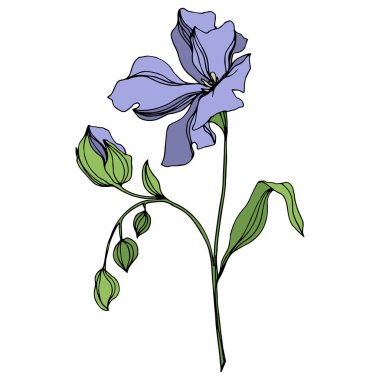 Vektör Keten çiçek botanik çiçekler. Siyah ve beyaz oyulmuş mürekkep sanatı. İzole keten illüstrasyon elemanı.