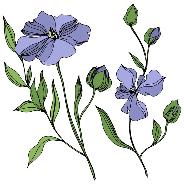 Vector Flax flores botánicas florales. Tinta grabada en blanco y negro. Elemento aislado de ilustración de lino . — Vector de stock