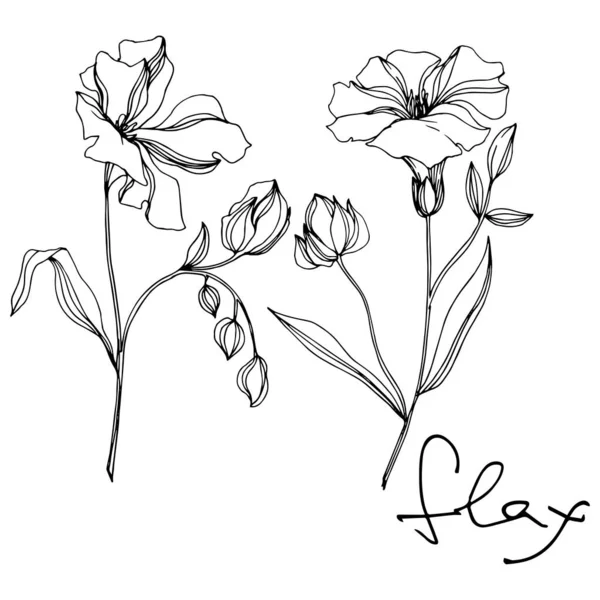 Vector Flax flores botânicas florais. Tinta gravada a preto e branco. Elemento de ilustração isolado do linho . — Vetor de Stock