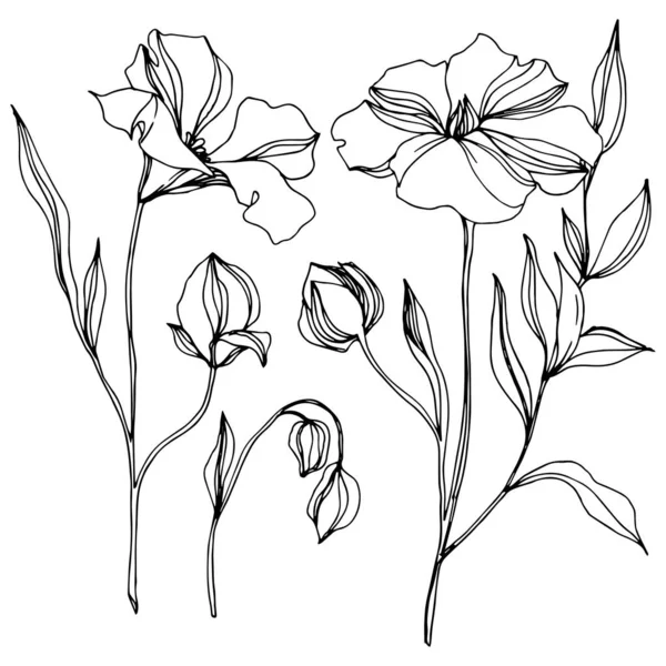 Vector Flax цветочные ботанические цветы. Черно-белый рисунок чернил. Изолированный льняной иллюстрационный элемент . — стоковый вектор