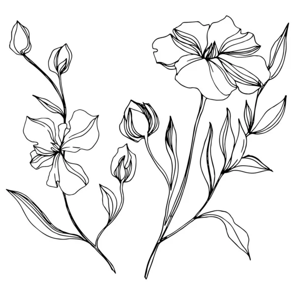 벡터 아마 꽃 식물 꽃입니다. 흑백 잉크 아트가 새겨져 있습니다. 고립 된 아마 일러스트 요소. — 스톡 벡터