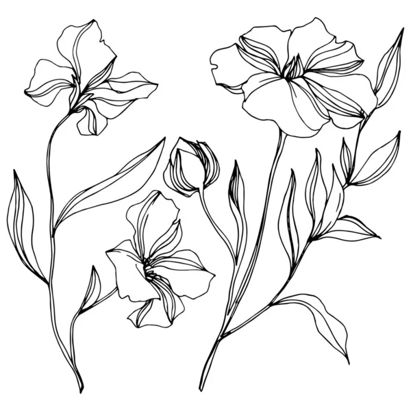 Vector Flax kwiatowy kwiatów botanicznych. Czarno-biała grawerowana sztuka atramentu. Izolowane lnu ilustracji element. — Wektor stockowy