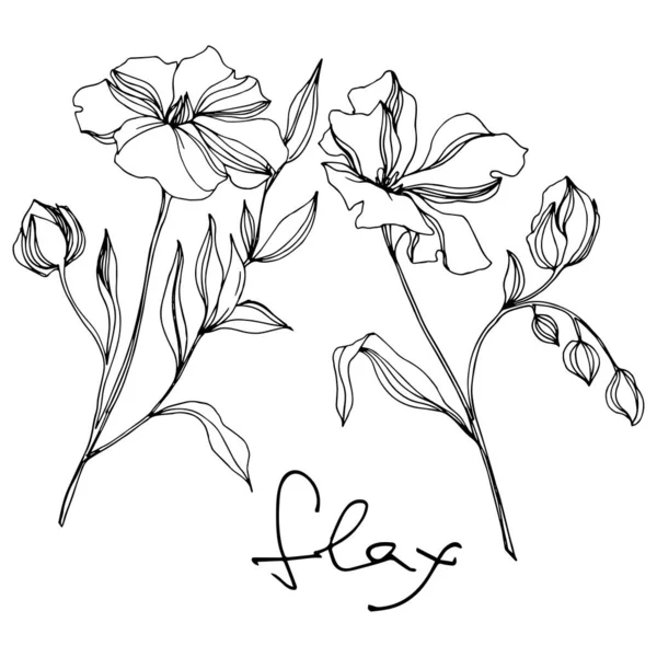 Vector Flax flores botánicas florales. Tinta grabada en blanco y negro. Elemento aislado de ilustración de lino . — Vector de stock