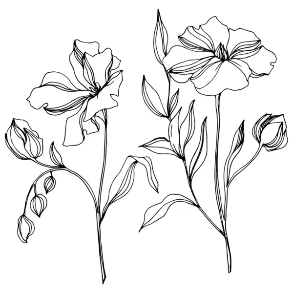 Vector Flax flores botánicas florales. Tinta grabada en blanco y negro. Elemento aislado de ilustración de lino . — Vector de stock