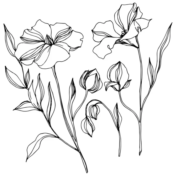 Vector Flax цветочные ботанические цветы. Черно-белый рисунок чернил. Изолированный льняной иллюстрационный элемент . — стоковый вектор