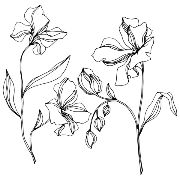 Vector Flax flores botánicas florales. Tinta grabada en blanco y negro. Elemento aislado de ilustración de lino . — Vector de stock