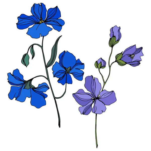 Vector Flax flores botânicas florais. Tinta gravada a preto e branco. Elemento de ilustração isolado do linho . —  Vetores de Stock