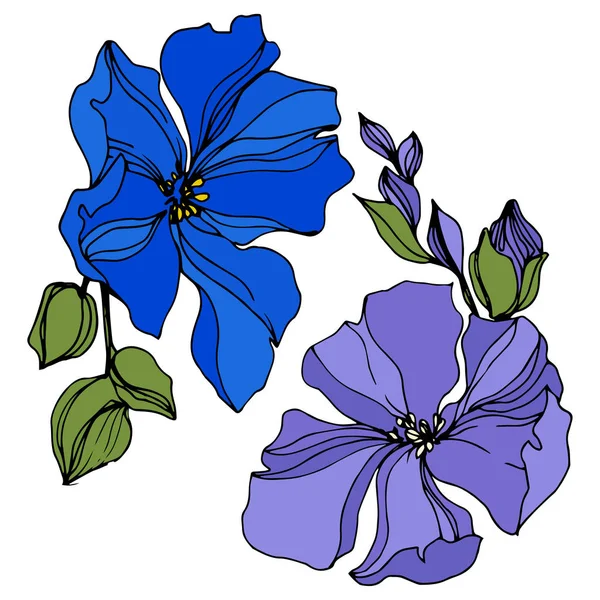 Vector Flax flores botánicas florales. Tinta grabada en blanco y negro. Elemento aislado de ilustración de lino . — Archivo Imágenes Vectoriales