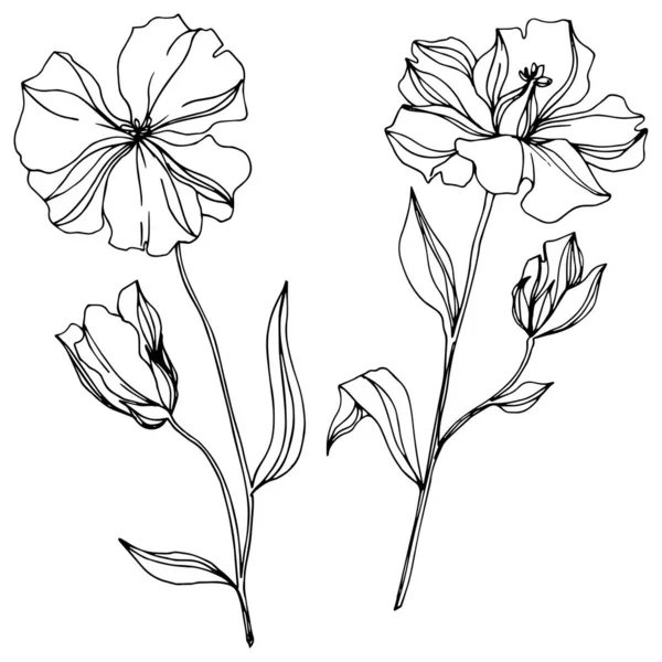 Вектор льону квіткові ботанічні квіти. Чорно-біле гравірування чорнила. Ізольований елемент ілюстрації льону . — стоковий вектор