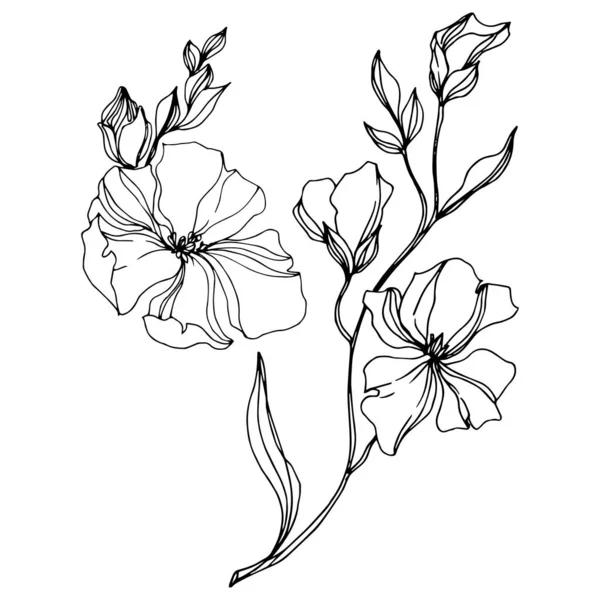 Vektor lin blommiga botaniska blommor. Svart och vit graverad bläck konst. Isolerad lin illustration element. — Stock vektor