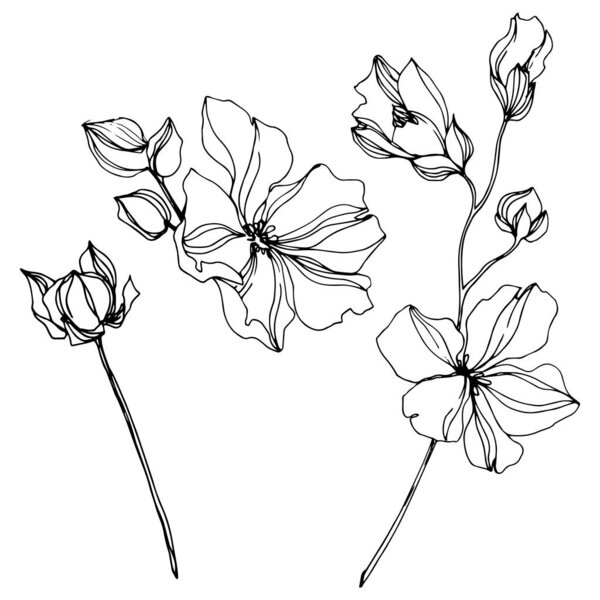 Vector Flax floral botanical flowers. Black and white engraved ink art. Isolated flax illustration element.