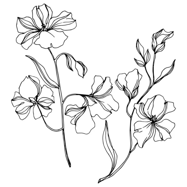 Vector Flax flores botânicas florais. Tinta gravada a preto e branco. Elemento de ilustração isolado do linho . — Vetor de Stock