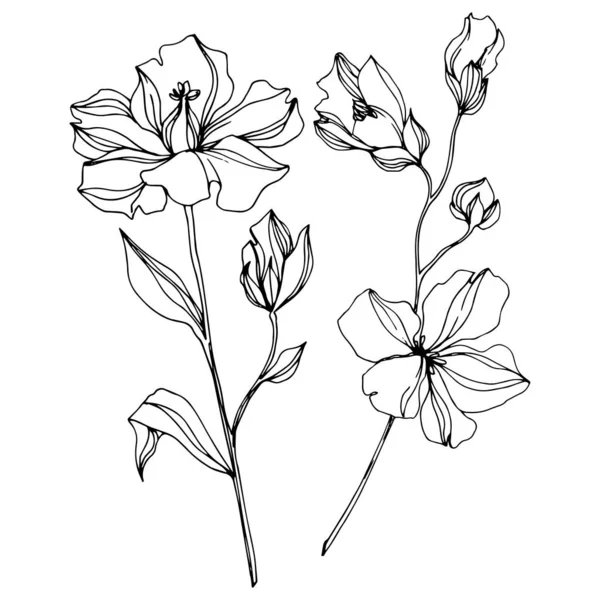 Vector vlas bloemen botanische bloemen. Zwart-wit gegraveerd Ink Art. Geïsoleerde vlas illustratie element. — Stockvector