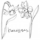 Vektor Narcissus virágos botanikai virágok. Fekete-fehér vésett tinta Art. Izolált nárcisz illusztrációs elem.