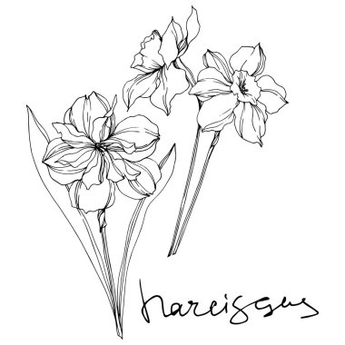 Vektör Narcissus çiçek botanik çiçekler. Siyah ve beyaz oyulmuş mürekkep sanatı. İzole narcissus illüstrasyon elemanı.