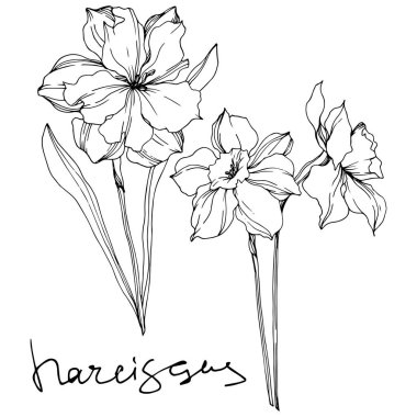 Vektör Narcissus çiçek botanik çiçekler. Siyah ve beyaz oyulmuş mürekkep sanatı. İzole narcissus illüstrasyon elemanı.