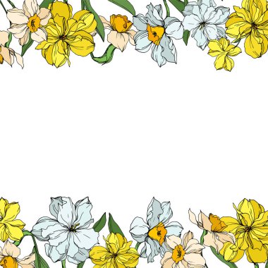 Vektör Narcissus çiçek botanik çiçekler. Siyah ve beyaz oyulmuş mürekkep sanatı. Çerçeve kenarlık süs karesi.