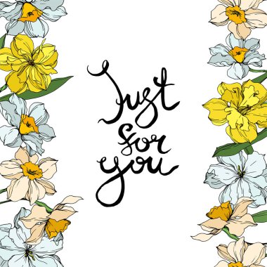 Vektör Narcissus çiçek botanik çiçekler. Siyah ve beyaz oyulmuş mürekkep sanatı. Çerçeve kenarlık süs karesi.