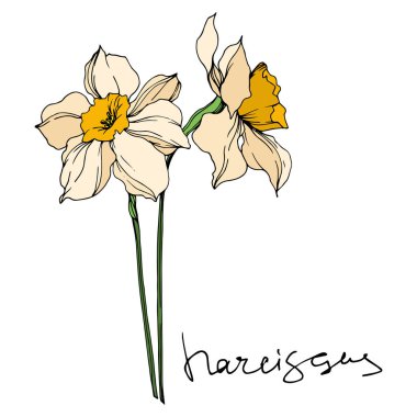 Vektör Narcissus çiçek botanik çiçekler. Siyah ve beyaz oyulmuş mürekkep sanatı. İzole narcissus illüstrasyon elemanı.