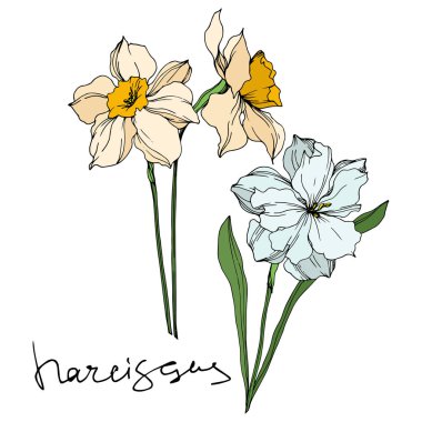 Vector Narcissus floral botanical flowers. Black and white engraved ink art. Isolated narcissus illustration element. clipart