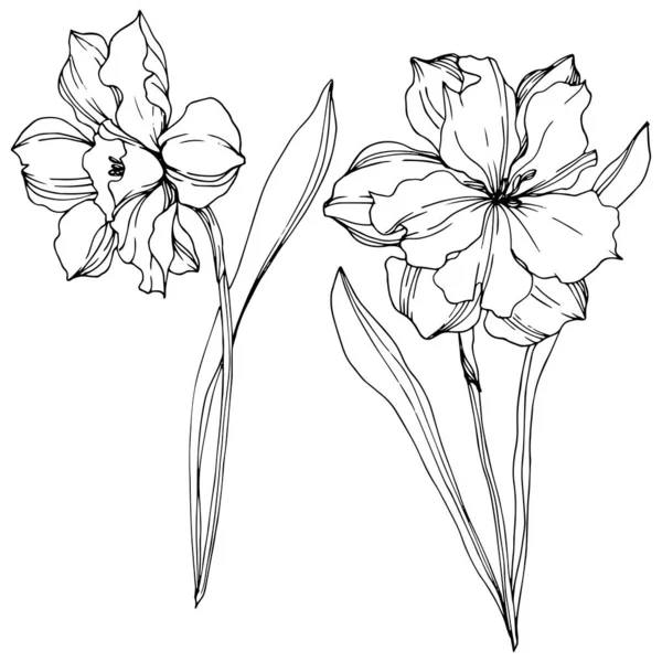 矢量水仙花植物花。黑白雕刻水墨艺术。隔离水仙图元素. — 图库矢量图片