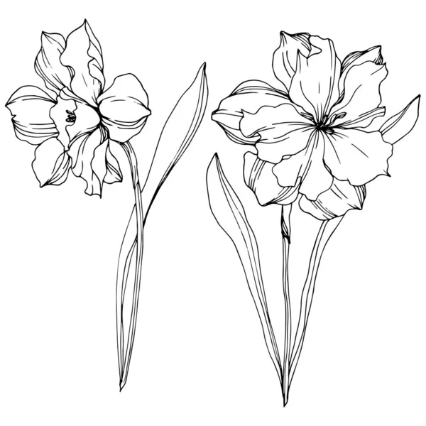 Vektor Narcissus blommiga botaniska blommor. Svart och vit graverad bläck konst. Isolerad Narcissus illustration element. — Stock vektor