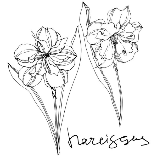 Вектор Нарцисс цветочные ботанические цветы. Черно-белый рисунок чернил. Изолированный элемент иллюстрации нарцисса
.