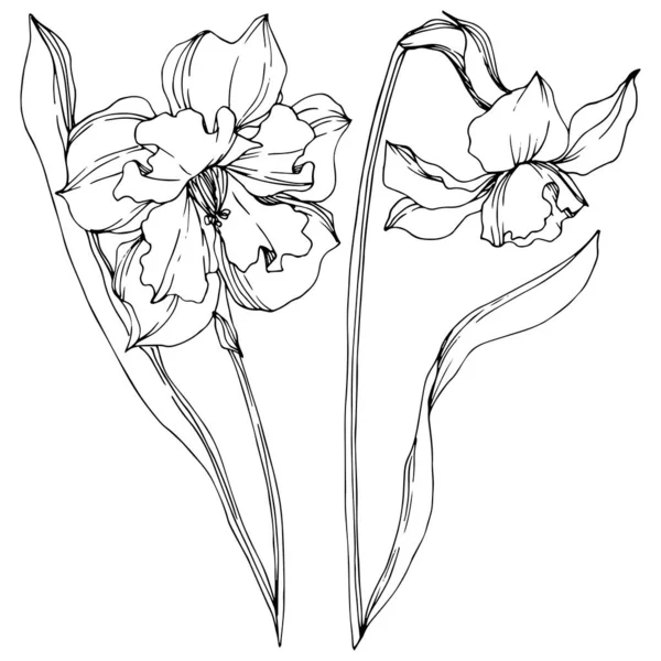Vector Narcissus floral botanical flower. Black and white engraved ink