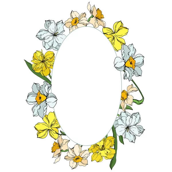 Vector Narcissus floral botanical flowers. Black and white engraved ink art. Frame border ornament square. — Stock Vector