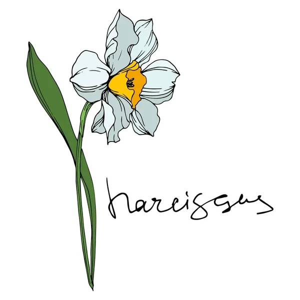 Vector Narcissus kwiatowy kwiatów botanicznych. Czarno-biała grawerowana sztuka atramentu. Wyizolowany Narcyz element ilustracji. — Wektor stockowy