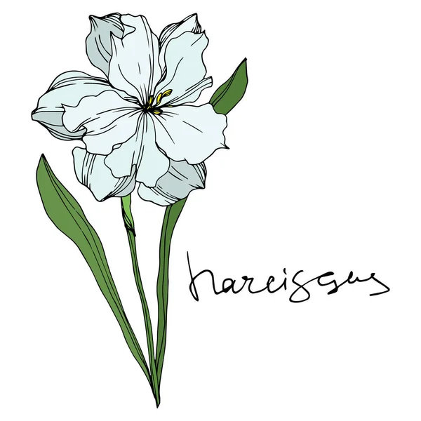 Vector Narcissus floral botanical flowers. Black and white engraved ink art. Isolated narcissus illustration element. — Stock Vector