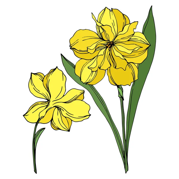 Vektör Narcissus çiçek botanik çiçekler. Siyah ve beyaz oyulmuş mürekkep sanatı. İzole narcissus illüstrasyon elemanı.
