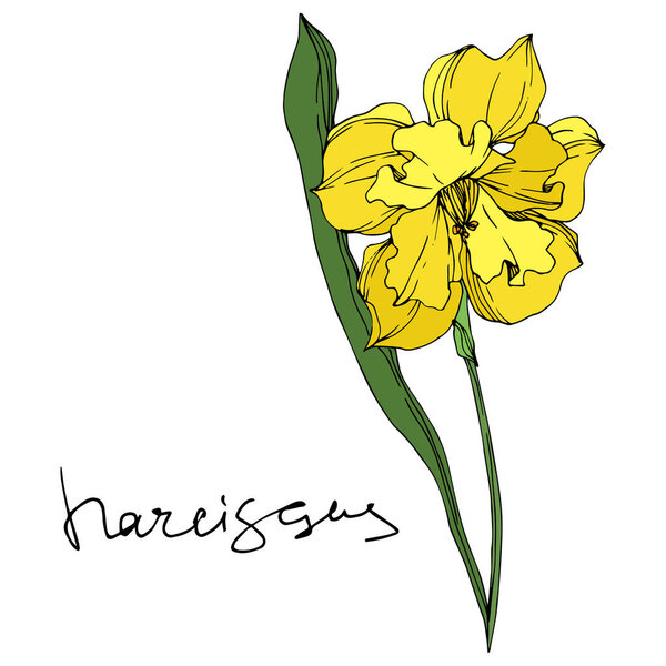 Vector Narcissus floral botanical flowers. Black and white engraved ink art. Isolated narcissus illustration element.